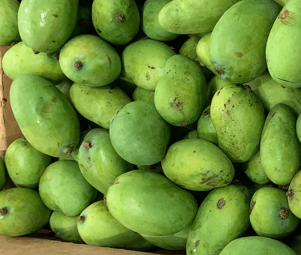 Green Mango 1lb - Produce
