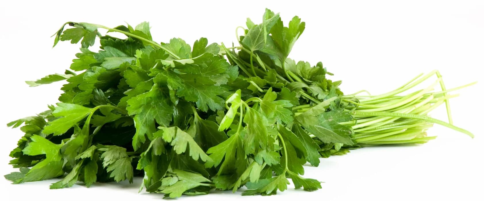 CORIANDER EACH - Spices and Herbs