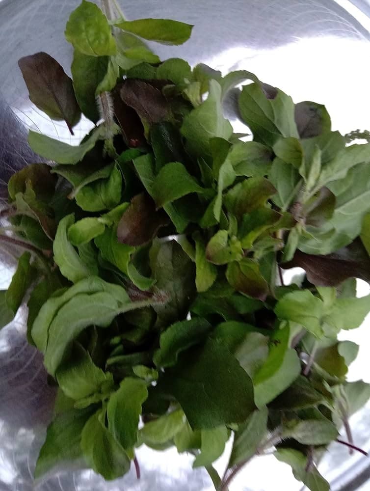 TASTY TULSI LEAVES 25GM - Spices and Herbs