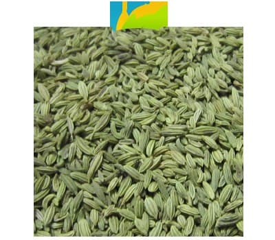 US RJWADI FENNEL SEED 400G - Spices and Herbs