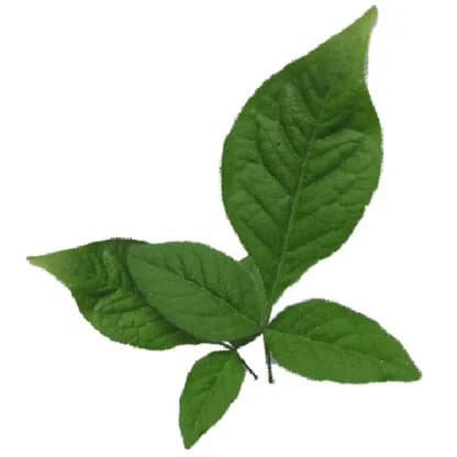 Bael Patra Leaf - KitchenReligious