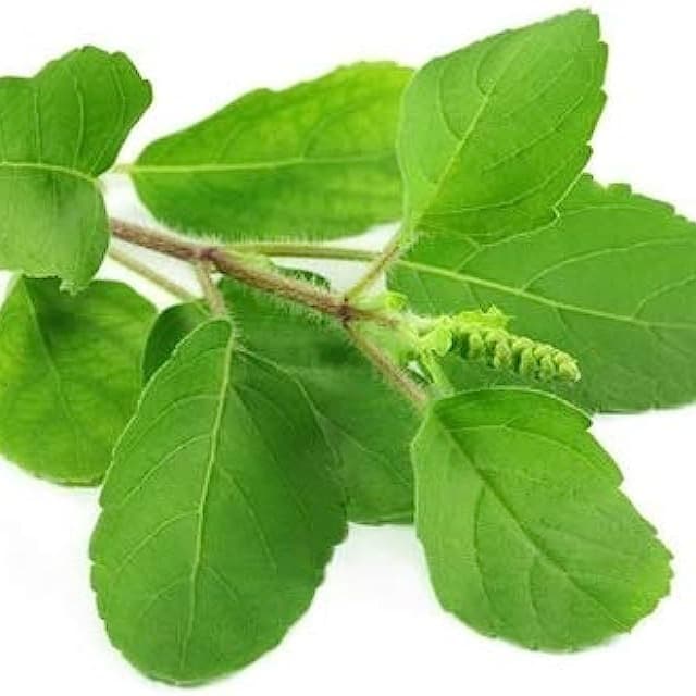 Tulsi Leaves - KitchenReligious