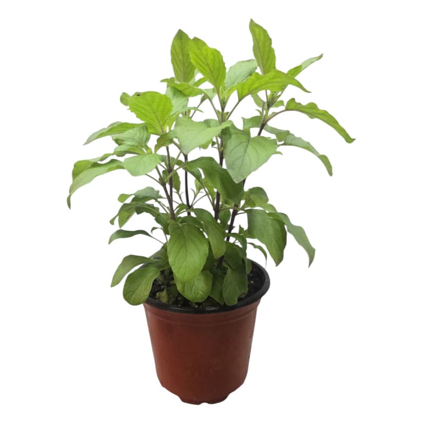 Tulsi Plant - Produce
